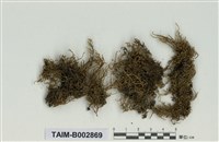 藏品(灰苔科)的圖片